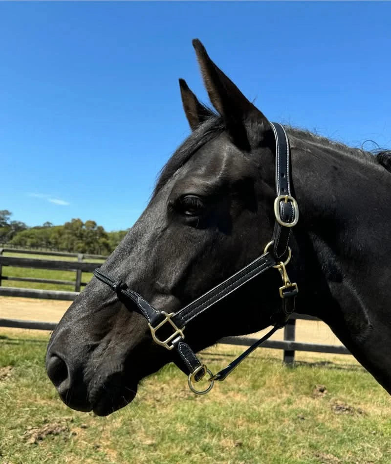 Rope Nose Leather Halter