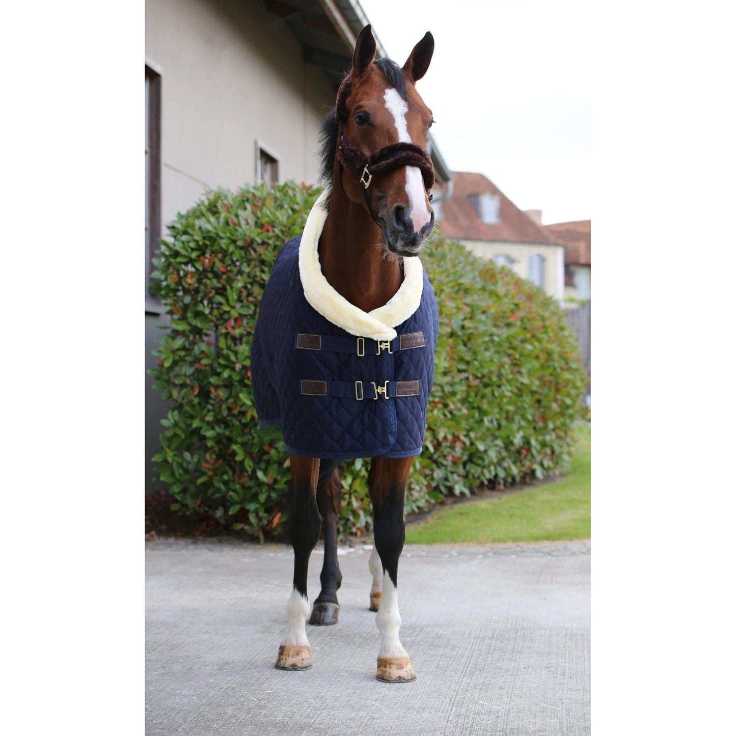 Kentucky Show Rug