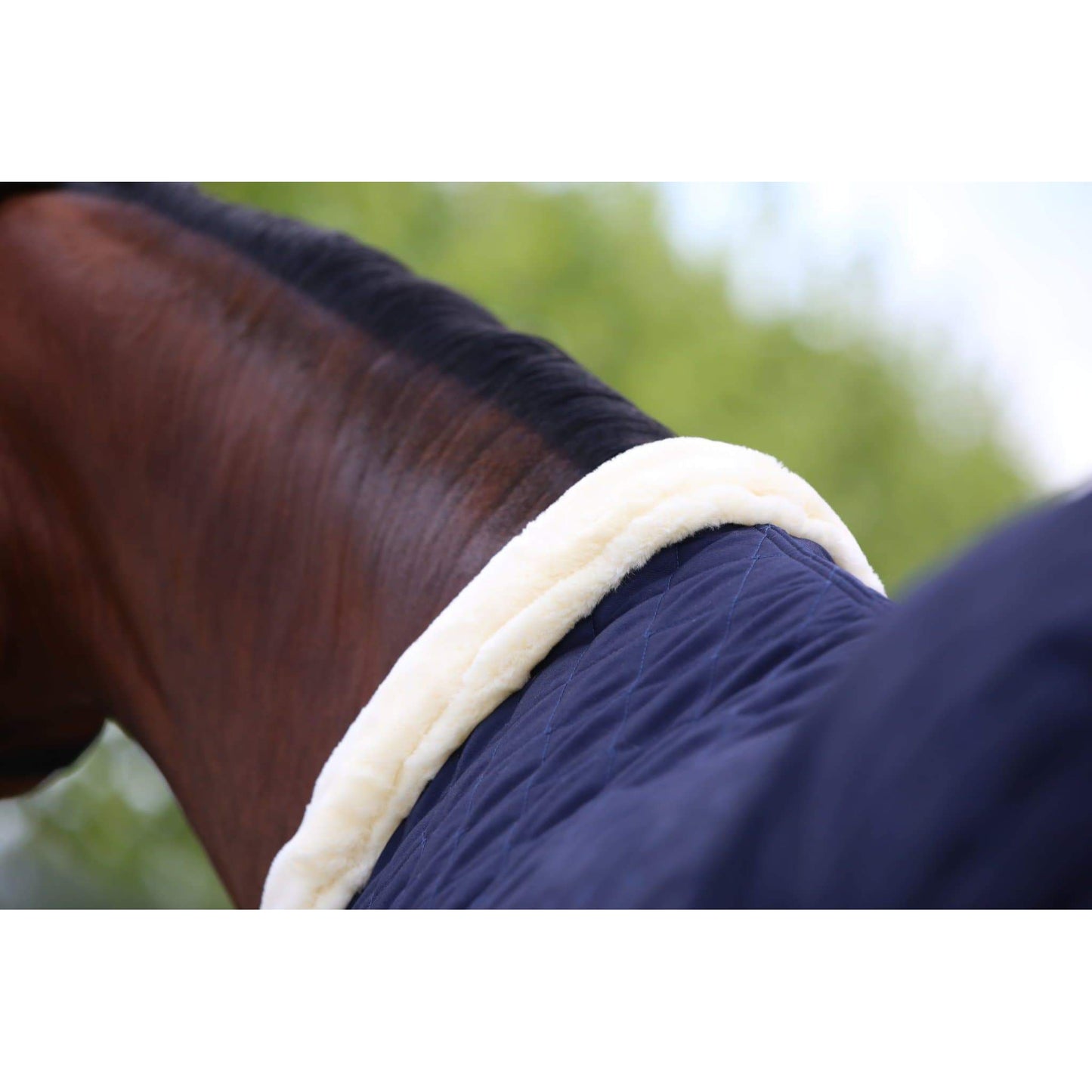 Kentucky Show Rug