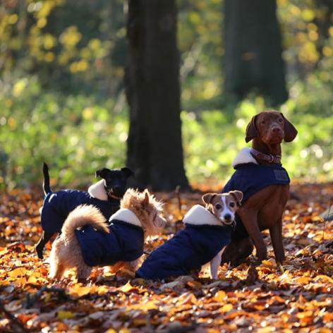 dog accessories and rugs