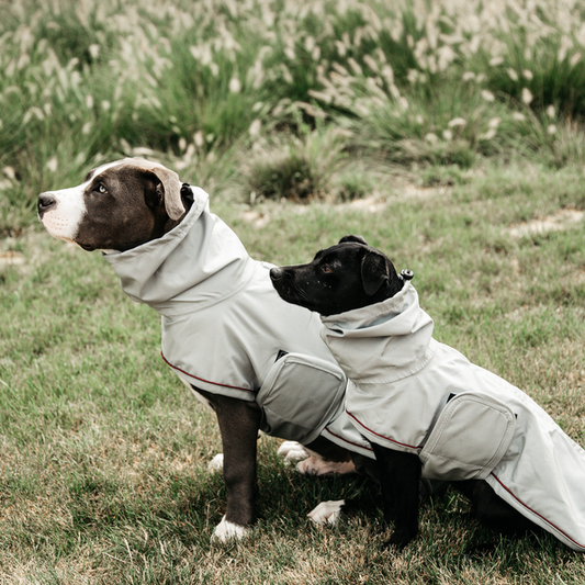 Kentucky Dog Raincoat