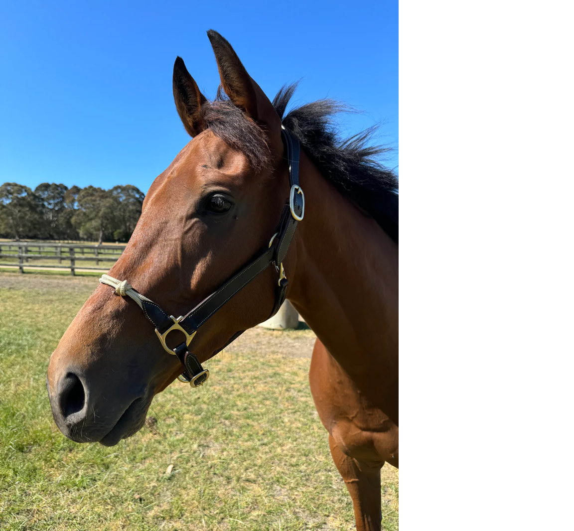 Rope Nose Leather Halter