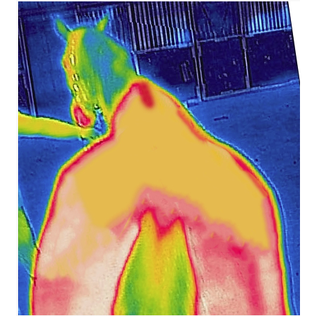 Thermal Scan Before Recuptex