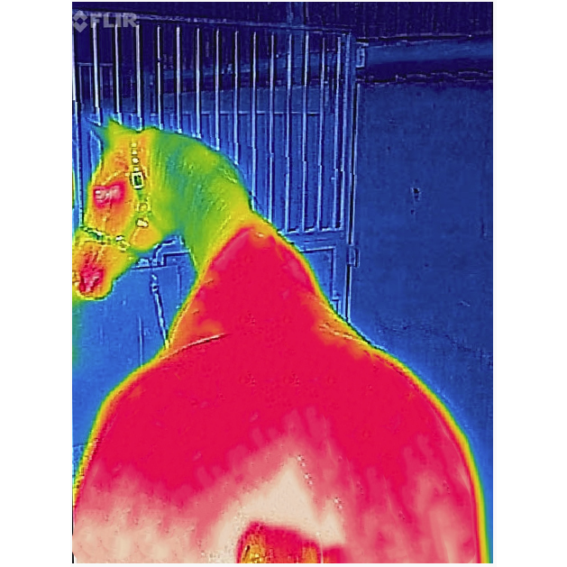 Thermal Scan After Recuptex