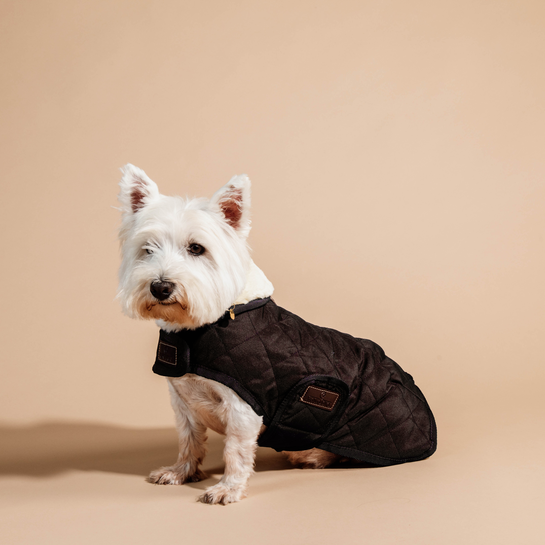 Dapple dog outlet coat